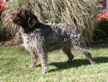 Click here for larger photo and extended pedigree